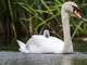 swan-with-a-cygnet